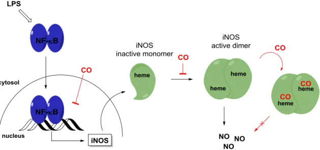 Figure  15.  Potential  regulation  of  CO  of  transcription  and  protein  activity  of  inducible  NO-synthase  (iNOS)