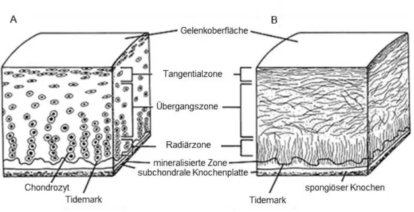Abbildung  2:  Schematischer  Aufbau  von  artikulärem  Knorpel.  A  Zelluläre  Organisation  der  verschiedenen  Zonen  des  artikulären  Knorpels