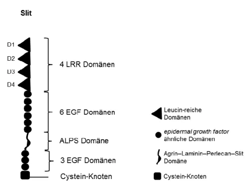 Abbildung 4: Schematischer Aufbau der Slit Proteine mit vier LRR Domänen (D1-D4), neun EGF  Domänen,  unterbrochen  von  einer  ALPS  Domäne  und  einer  Cystein-reichen  Domäne  am   C-terminalen Ende
