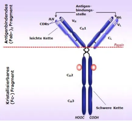 Abbildung 3: Aufbau eines Antikörpers. Modifiziert nach Sesarman et al, 2010 (60). 