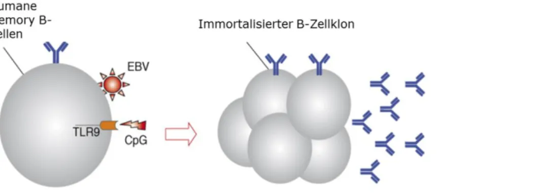 Abbildung  5:    Schema  der EBV-induzierten  B-Zellimmortalisierung. B-Zelle wird durch den Epstein-Barr-Virus und  einen Ligand am Toll-like-Rezeptor 9  immortalisiert