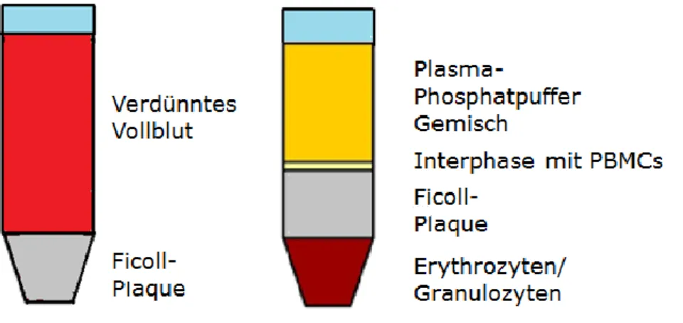 Abbildung  7:  Schematische  Darstellung  eines  Ficoll.  Links  vor  Zentrifugation;  rechts nach  Zentrifugation