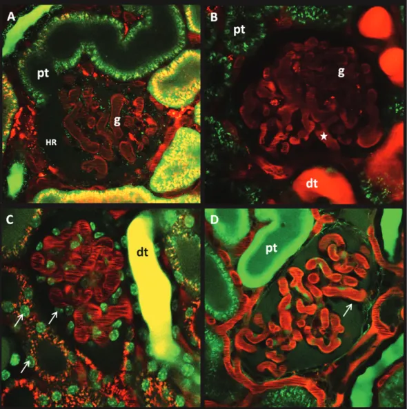 Abbildung  7:  Visualisierung  von  Nierenstrukturen  mit  Hilfe  von  Multiphotonen- Multiphotonen-Mikroskopie