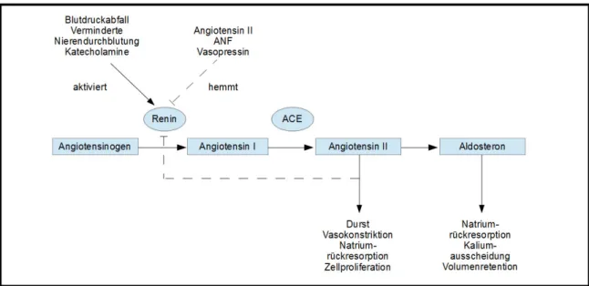 Abb.  1.1    Schematische  Darstellung  des  systemischen  Renin-Angiotensin-Aldosteron-Systems  (RAAS)  Abbildung nach http://www.urologielehrbuch.de/01/RAAS.jpg