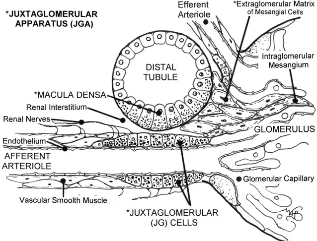 Abb. 1.2 Schematische Darstellung des vaskulären Pols eines Glomerulus. Sternchen markieren  die Komponenten des juxtaglomerulären Apparates