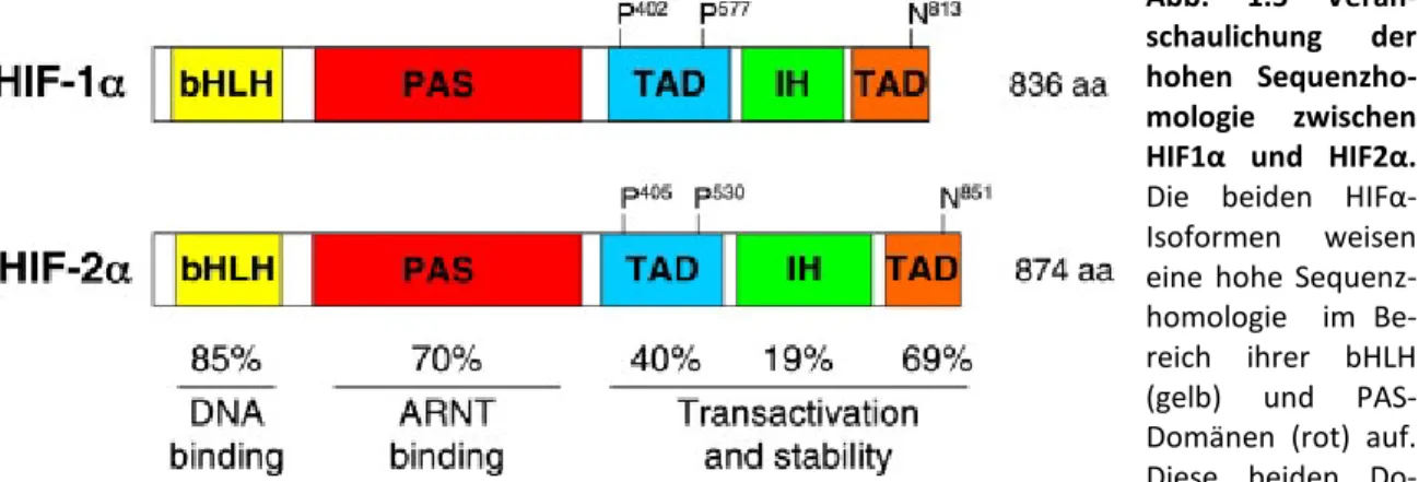 Abb.  1.5  Veran- Veran-schaulichung  der  hohen   Sequenzho-mologie  zwischen  HIF1α  und  HIF2α