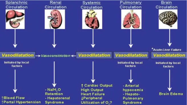 Abbildung 2: Vasodilatation und ihre Wirkung auf die Organsysteme 