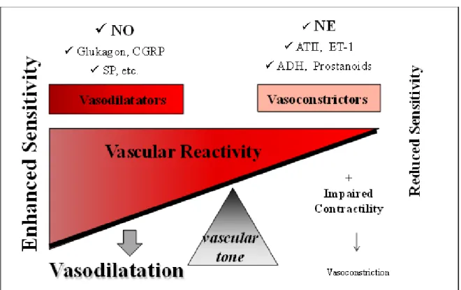 Abbildung 4 bildet das sensible System der vaskulären Reaktivität ab. 