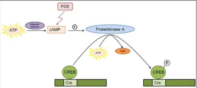 Abbildung  4: Schematische Darstellung des cAMP/PKA Signalweges.  Der Second-Messenger  zyklisches Adenosin-Monophosphat (cAMP) wird von Adenylatzyklasen aus ATP gebildet