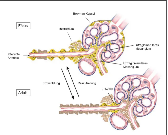 Abbildung 6: Verteilung Renin-bildender Zellen während der Entwicklung und Rekrutierung