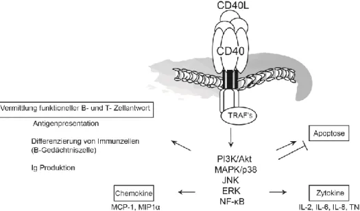 Abbildung 4: Übersicht über das CD40/CD40L-System 