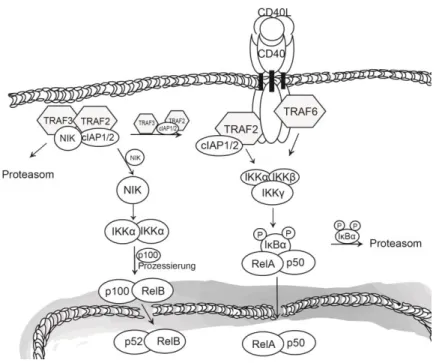 Abbildung 6: Aktivierung des klassischen und alternativen NF-κB Signalwegs im CD40/CD40L System  Ähnlich der TNF/TNFR1 Signaltransduktion wird NF-κB durch IKK aktiviert