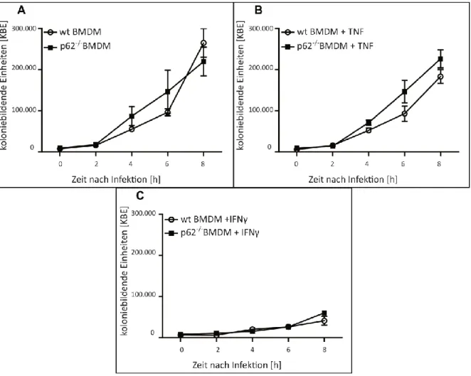 Abbildung 9: Wachstumskurven von Listeria monocytogenes in wt und p62 -/-  BMDM nach unterschiedli- unterschiedli-cher Stimulation 