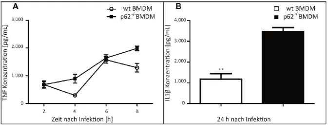 Abbildung 10: Zytokinsekretion von wt und p62 -/-  BMDM nach Infektion mit Listeria monocytogenes  1x10 5  BMDM wurden im 96-well Format mit Listeria monocytogenes EGDe mit einer MOI = 0,1 infiziert