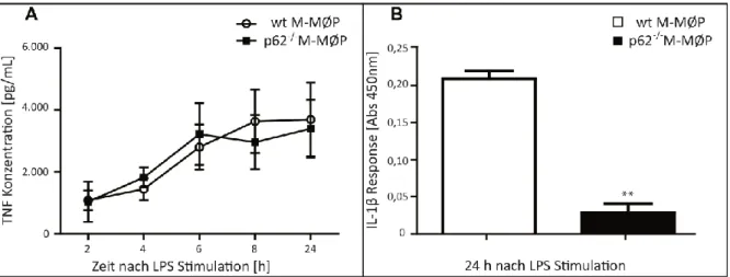 Abbildung 14: LPS induzierte IL-1β Sekretion ist, bei unveränderter TNF Sekretion, in p62-defizienten  M-MØP stark vermindert  