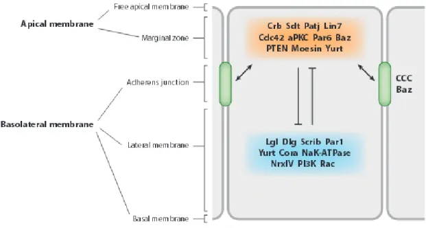 Figure 3. Localization of protein complexes in the Drosophila epithelium (from Tepass  2012) 