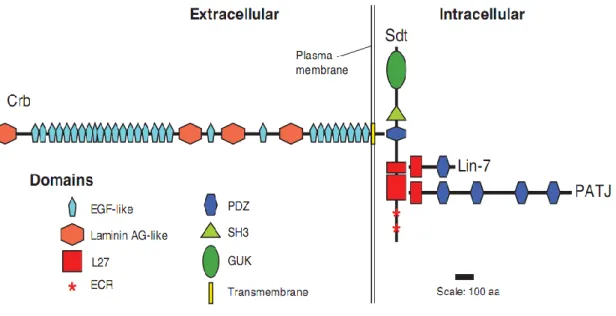 Figure  4.  Schematic  diagram  of  the  core  proteins  of  the  Drosophila  Crumbs  complex  (from Bulgakova and Knust 2009) 