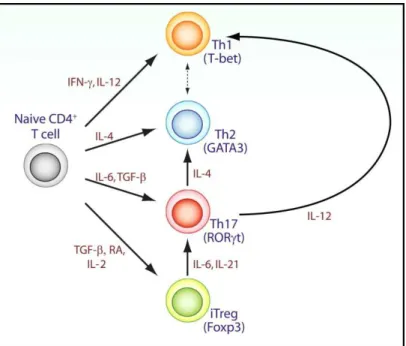 Abb. 1-3:  Die Differenzierung der verschiedenen CD4+ T-Zell-Linien 
