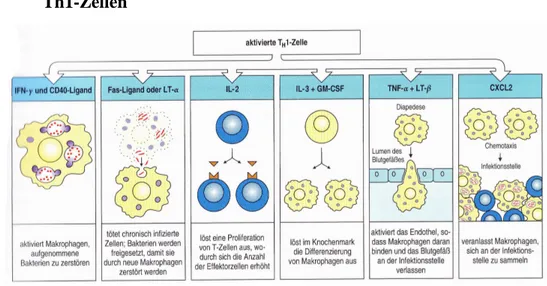 Abb. 1-4:  Koordination der Immunreaktion von aktivierten Th1-Zellen 