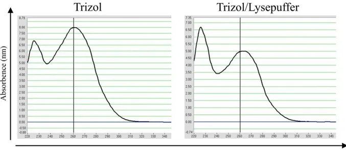 Abb. 4-1:  Einfluss  von  Lysepuffer  bei  der  RNA-Extraktion  aus  unfixierten  Zellen  mit  Trizol auf die Absorption bei λ = 260nm  