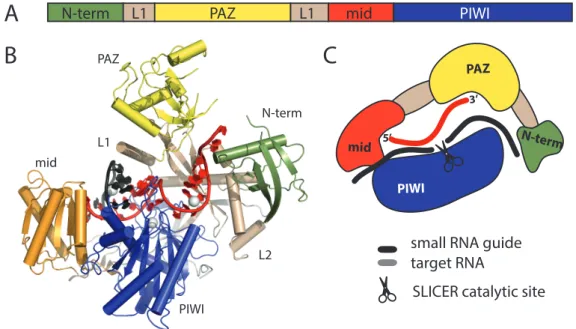 Figure 2.1: Architecture of an Argonaute protein. (A) Domains of Argonaute proteins. (B) Structure of the human Argonaute hAgo2 in complex with a micro RNA (PDB code 4F3T)