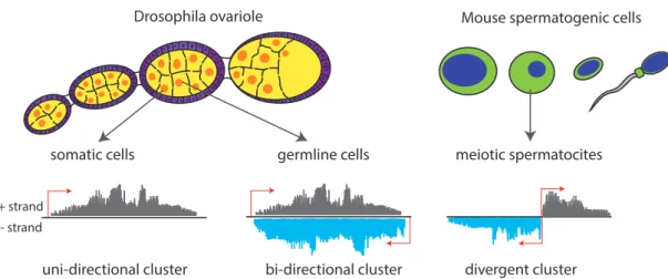 Figure 2.3: piRNA clusters Drosophila and mouse. In the Drosophila ovaiole germline cells (in yellow) are surrounded by a layer of somatic cells (called follicular cells, in pink)