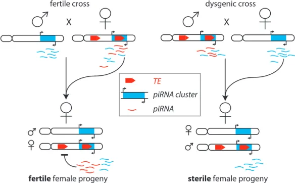 Figure 2.5: Scheme of hybrid dysgenesis. The presence of a potentially active trans- trans-posable element (TE) in the genome correlates with expression of piRNAs targeting this element derived from piRNA clusters that contain the TE sequence