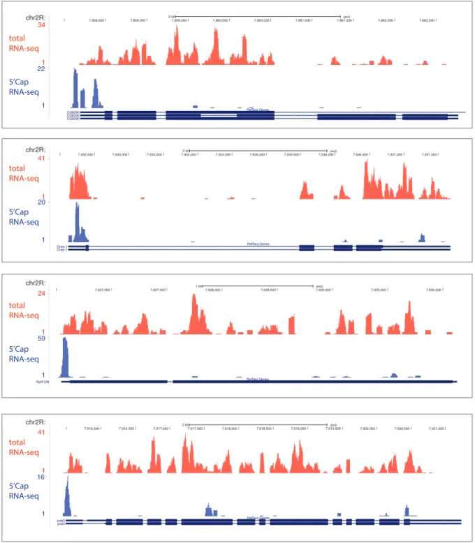 Figure 3.3: 5’ Cap libraries detect start sites of mRNAs. Upper tracks in red show uniquely mapped reads from a total RNA library
