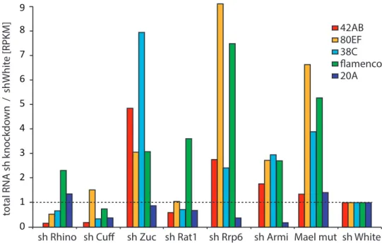 Figure 3.16: Total RNA sequencing in sh knockdown lines. Total RNA sequencing in the sh knockdown lines establishes the steady state levels of piRNA cluster transcripts.