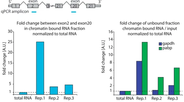 Figure 3.20: PolyA assays in nascent transcript RNA preparations. (A) assay to determine 5’ to 3’ ratio in nascent transcript sample compared to total RNA