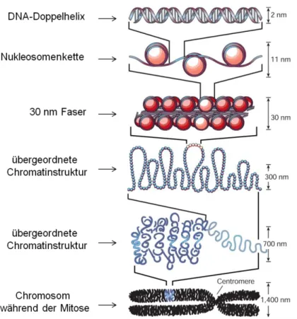 Abbildung  1:  Organisationsformen  des  Chromatins  (modifiziert  nach  Felsenfeld  und  Groudine, 2003)