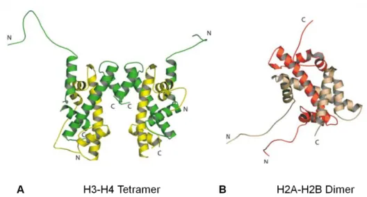 Abbildung  2:  (H3-H4) 2 -Tetramer  und  H2A-H2B-Dimer  (Khorasanizadeh,  2004).  Darstellung  der Histone: H2A: rot, H2B: rosa, H3: grün, H4: gelb; N: N-Terminus, C: C-Terminus