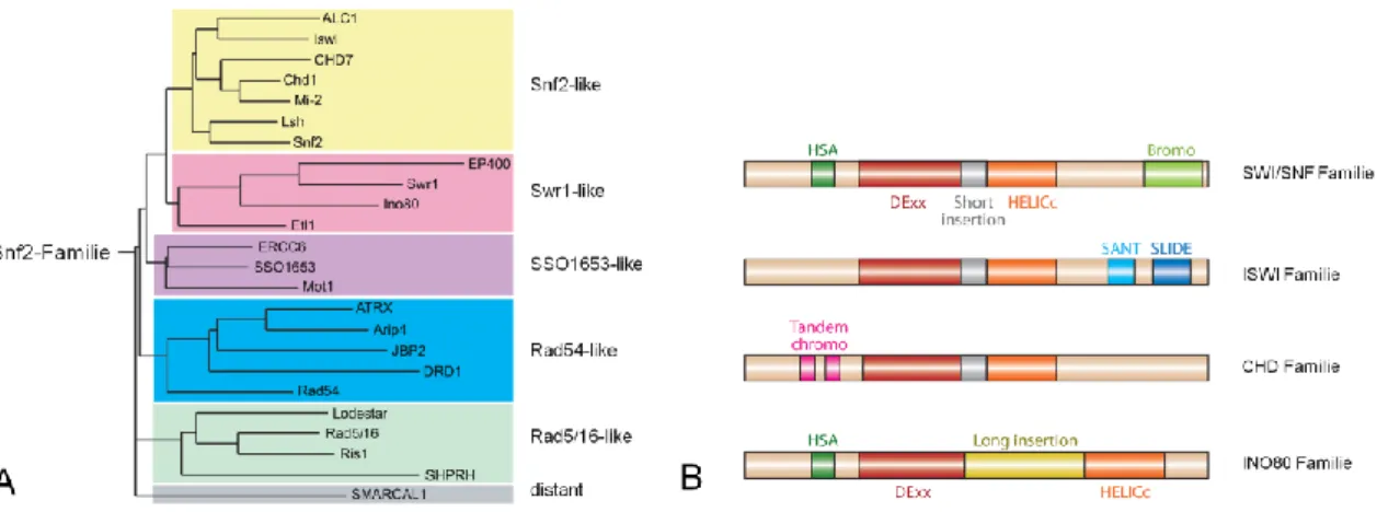 Abbildung  4:  Einteilung  von  Chromatin-Remodeling-Komplexen.  A:  Einteilung  der  Snf2- Snf2-Familie  in  24  Untergruppen  (modifiziert  nach  Flaus  et al.,  2006)