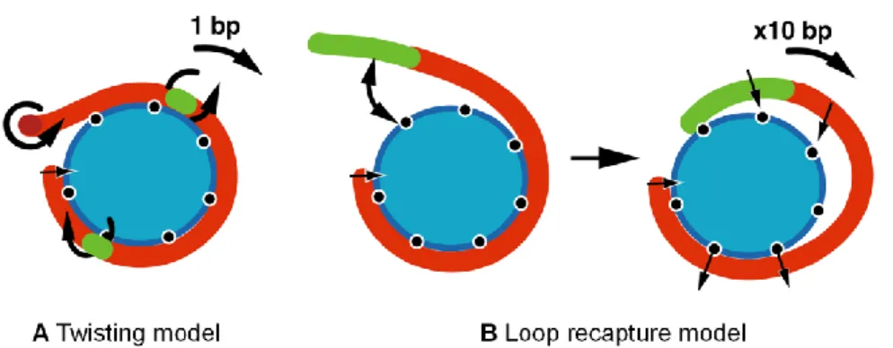Abbildung 5: Zwei Modelle für den Mechanismus der Nukleosomen-Verschiebung (Längst  und  Becker,  2004)