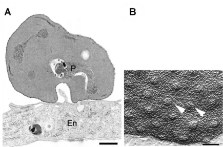 Abbildung  8:  Interaktion  eines  Plasmodium  falciparum-infizierten  Erythrozyten  mit  einer  Endothelzelle  (Horrocks  et al.,  2005)