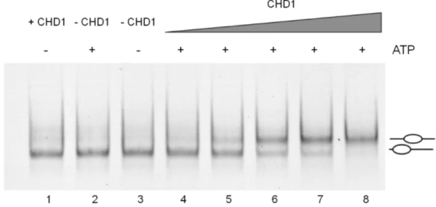 Abbildung 14: Analyse der Dynamik von Nukleosomen. Verhalten verschieden positionierter  Plasmodium cy5 601_NotI Nukleosomen in einem nativen PAA-Gel im Hinblick auf die Zugabe  aufsteigender  Konzentrationen einer Chromatin-Remodeling-Maschine (CHD1), Ink