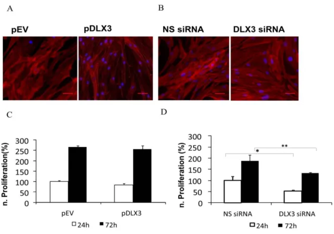 Abbildung 8: Einfluss von DLX3 auf die Zellmorphologie und –Vitalität der DFVs.  