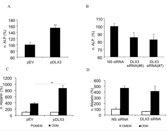 Abbildung 11: Einfluss von DLX3 auf die osteogene Differenzierung der DFV.  