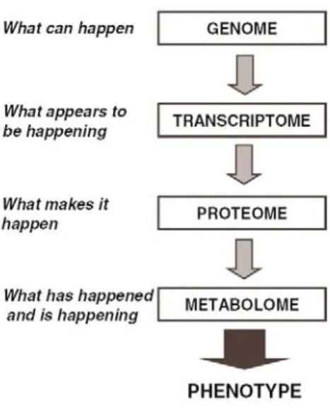 Figure 4.1 The metabolome represents the endpoint of the &#34;omics&#34; cascade. Reprinted with permission  from [22]