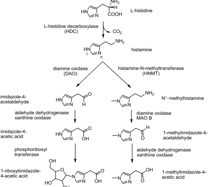 Figure 1.14: Histamine synthesis and metabolism. Modified from Aktories et al. (2006)