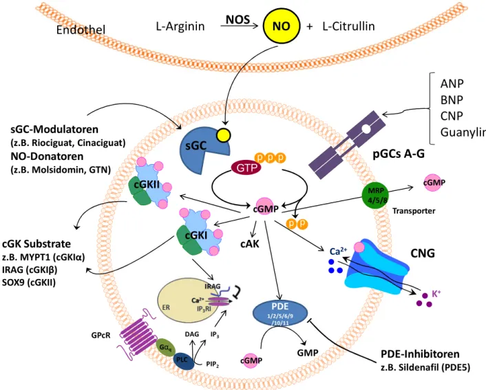 Abbildung  2:  Modell  des  NO/cGMP/cGK-Signalwegs. NOS katalysiert die Umwandlung von L-Arginin in NO,  welches die sGC aktivieren kann