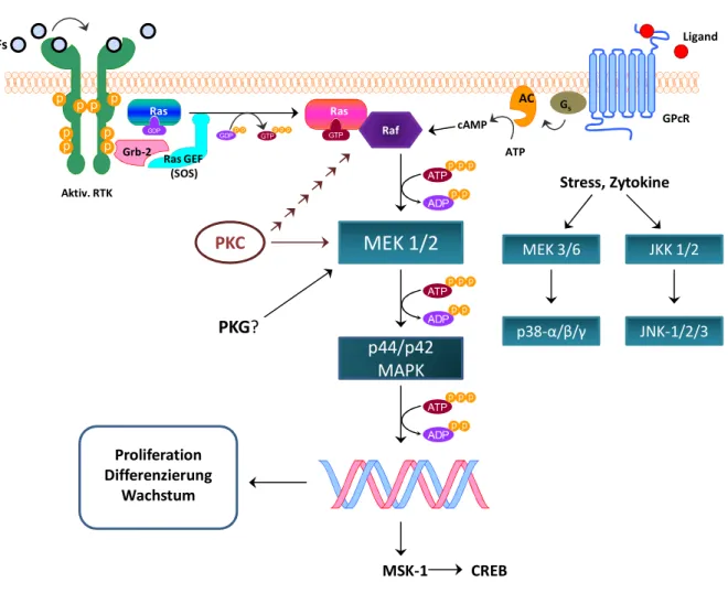 Abbildung  6:  Modell  des  MAPK-Signalwegs.  Wachstumsfaktoren  (GFs)  aktivieren  Rezeptor-Tyrosinkinasen  (RTK),  die  über  Ras/Raf  die  MAPK  stimulieren  und  somit  einen  Einfluss  auf  Proliferation  und  Zellwachstum  haben