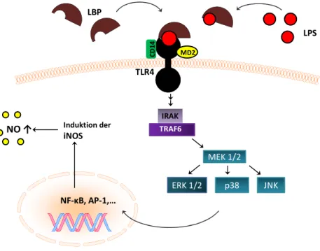 Abbildung 7: Schematische Darstellung des Toll-like Rezeptor (TLR4)-Signalwegs. LPS interagiert mit dem  LPS-Bindeprotein (LBP) und bindet an den TLR4