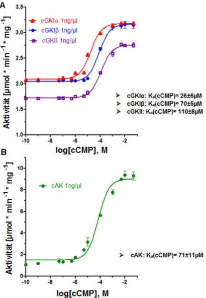 Abbildung  12:  In  vitro-Aktivierung  von  aufgereinigten  Kinasen  durch  cCMP  unter  Verwendung  des  neuartigen  Substratpeptides  IRAGtide