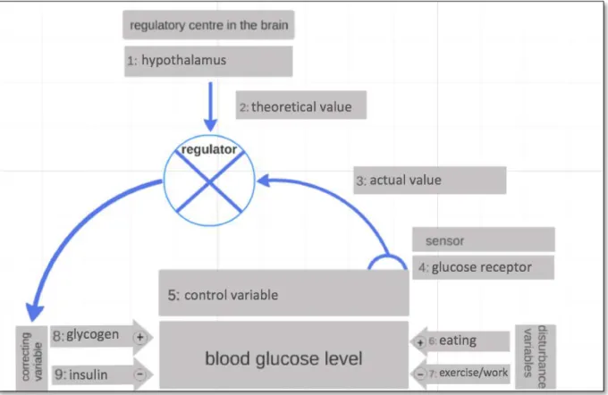 Figure B2.02 Regulatory circuit of the blood glucose level (solution)   Additional task