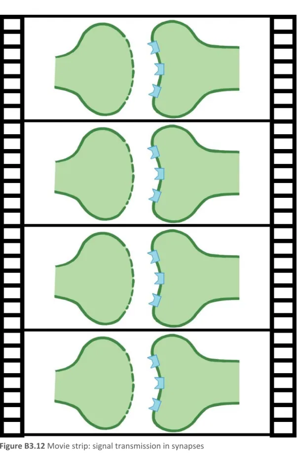 Figure B3.12 Movie strip: signal transmission in synapses 