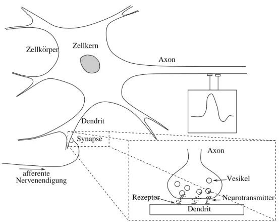 Abbildung 2.1: Schematische Darstellung eines nat ¨urlichen Neurons nach [Katz, 1987, Seite 3]