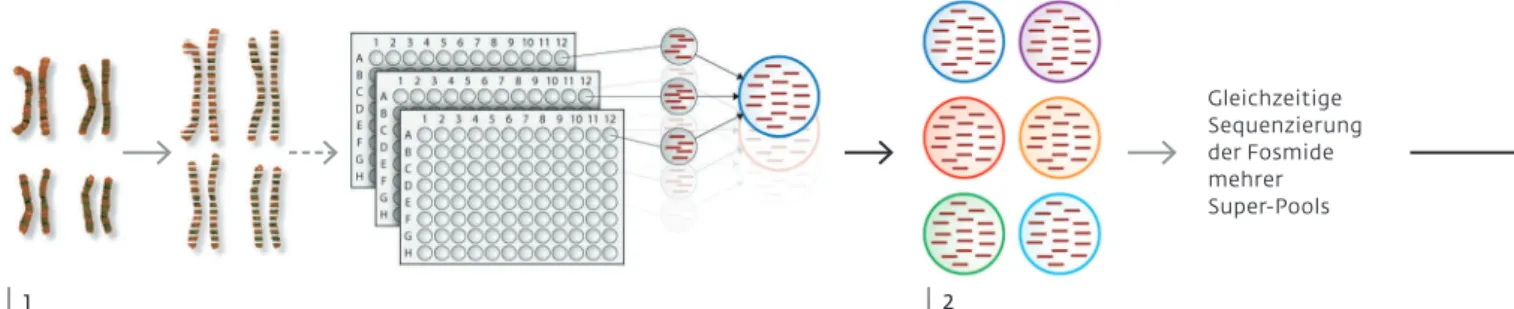 Grafik oben: Sequenzierung von Haplotypen eines Genoms: (1) Die DNA der Chromosomen wird zunächst mechanisch in kleinere Bruchstücke zerteilt