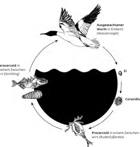 Grafik und Foto: MPI für Evolutionsbiologie
