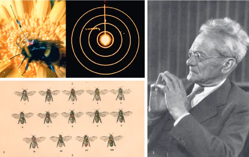 Abb. aus: Karl von Frisch, Über die ´Sprache der Bienen´: Eine tierpsychologische Untersuchung, Zoologische Jahrbücher, Abteilung für Allgemeine Zoologie und Physiologie, Vol